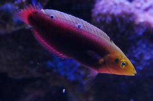 Radiant Wrasse Thumbnail