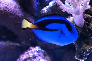 Blue Tang Thumbnail