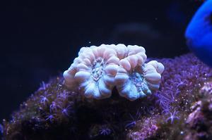 Candy Cane Coral Thumbnail