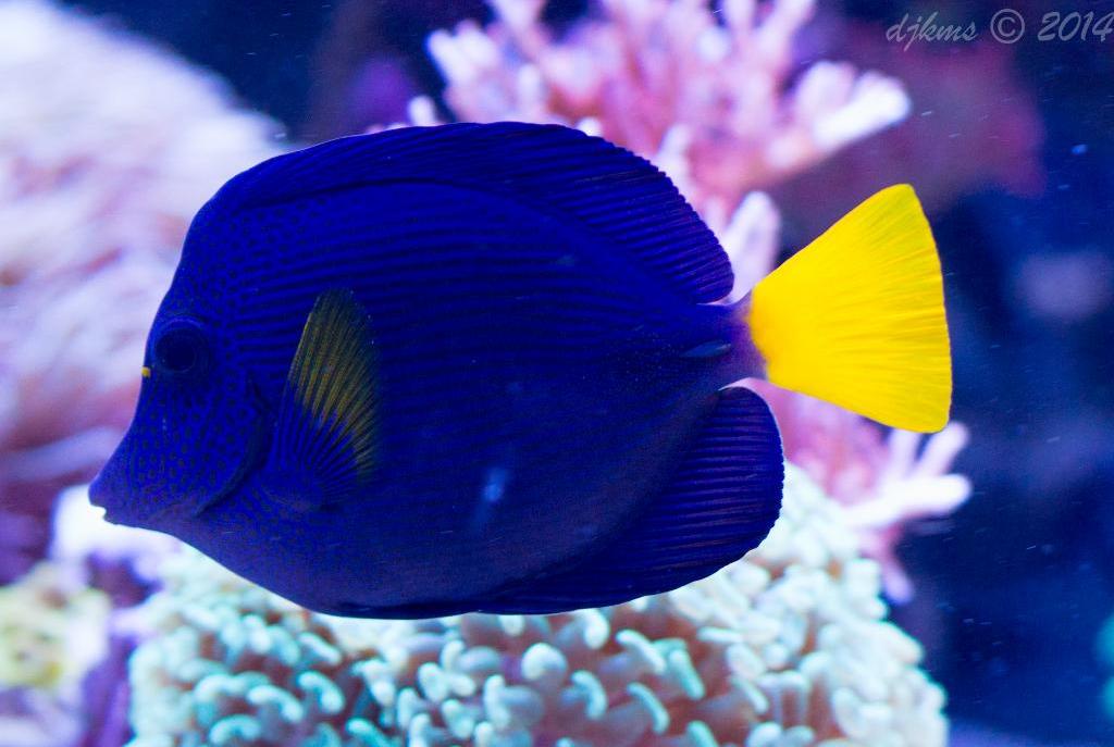 Purple Tang