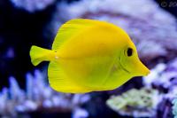 Yellow Tang Thumbnail