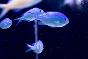 Blue/Green Reef Chromis Thumbnail