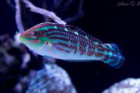 Christmas Wrasse