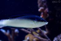 China Pearl Wrasse