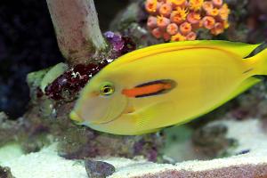 Orangeshoulder Tang Thumbnail