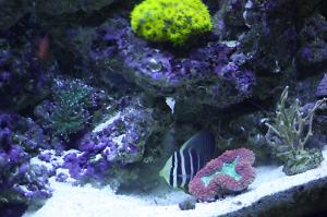 Sailfin Tang Thumbnail