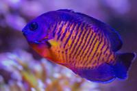 Coral Beauty Angelfish Thumbnail