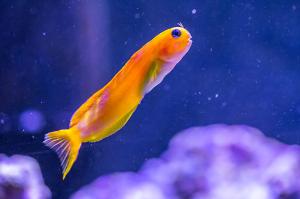 Midas Blenny