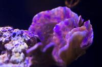 Leaf Plate Montipora Thumbnail