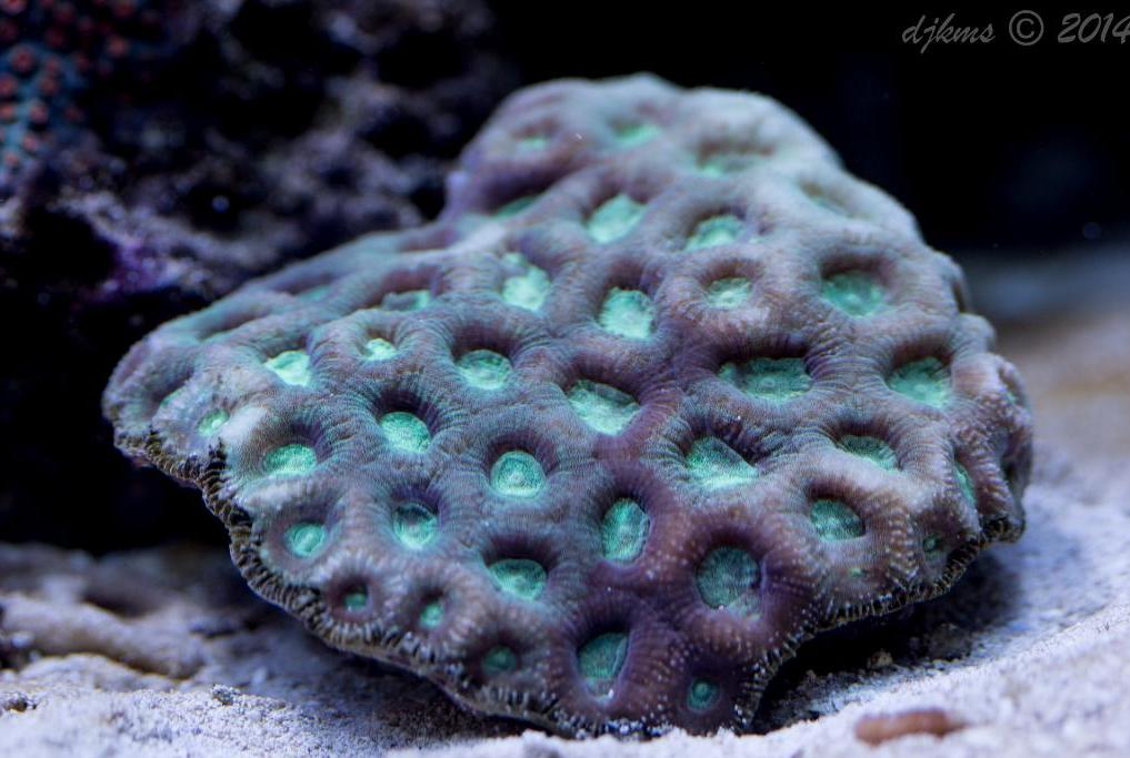 Brain Coral, Favites