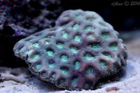 Brain Coral Favites Thumbnail