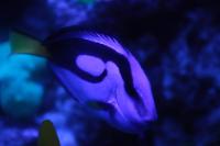 Blue Tang Thumbnail