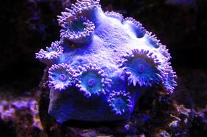 Cup Coral Pagoda Thumbnail