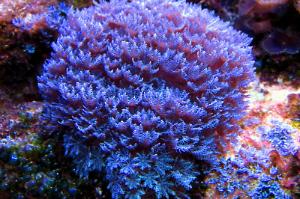 Blue Clove Polyp Thumbnail