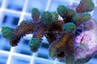 Birdsnest Coral Thumbnail