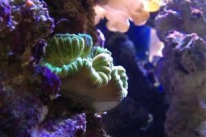 Brain Coral Trachyphyllia Thumbnail