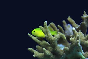 Clown Goby Yellow Thumbnail