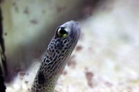 Garden eel Thumbnail