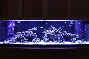 Bazzar's 125g Reef Thumbnail