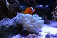 Tomato Clownfish