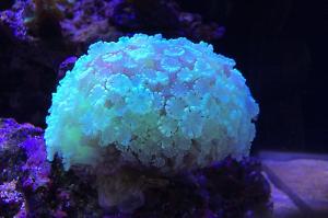 Alveopora Coral Thumbnail