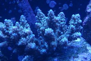 Acropora Horrida Thumbnail