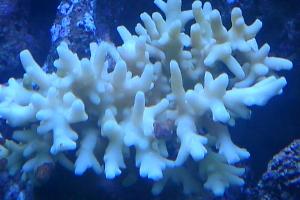 Acropora Suharsonoi Thumbnail