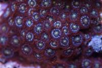 Zoanthid Thumbnail