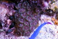 Zoanthid Thumbnail