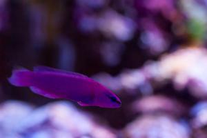 Purple Dottyback Thumbnail