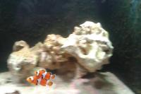 Ocellaris Clownfish Thumbnail