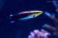 Multicolor Cleaner Wrasse