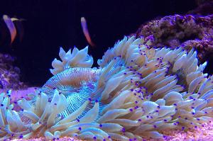 Purple Elegance Coral Thumbnail