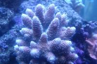 Prostrata Acropora Coral Thumbnail