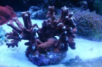 Branched Montipora Coral Thumbnail