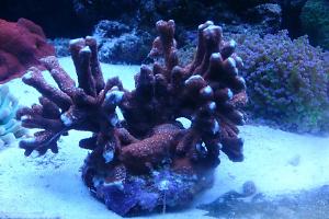 Branched Montipora Coral Thumbnail