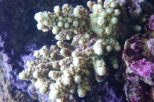 Acropora Florida Thumbnail