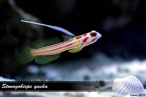 Yasha Goby Thumbnail