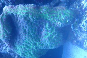 Ruffled Ridge Coral Thumbnail