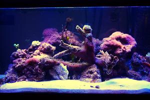 40B Mixed Reef Thumbnail