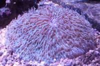 Plate Coral Green - Short Tentacle Thumbnail