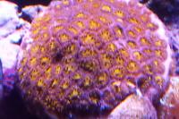 Leptastrea Orange Eye Thumbnail