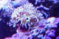 Pipe Organ Coral Thumbnail