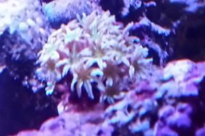 Pipe Organ Coral