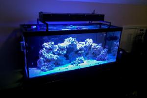 75G Reef Tank Thumbnail