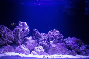 50G Reef Thumbnail