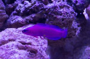 Orchid Dottyback Thumbnail