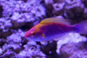 Multicolor Lubbock's Fairy Wrasse Thumbnail