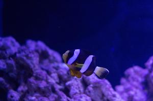 Clarkii Clownfish Thumbnail