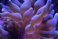 Green Bubble Tip Anemone Thumbnail